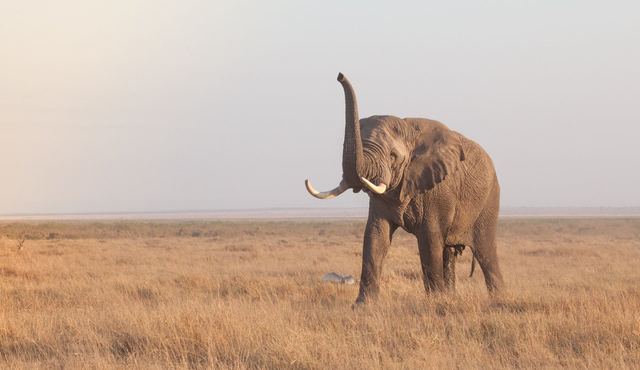 Day6 EarlyGameDriveAmboseli (4 of 63).jpg