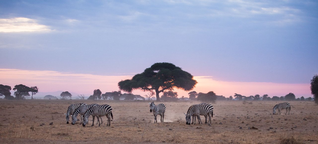 Day 6 Amboseli zebra sunrise (1 of 1).jpg