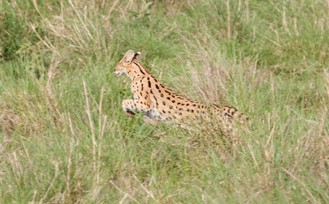 Day9 Mara Lion Safari Early (65 of 98).jpg