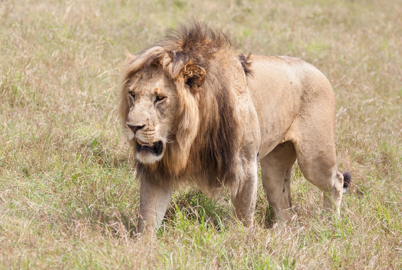 Day9 Mara Lion Safari (40 of 45).jpg