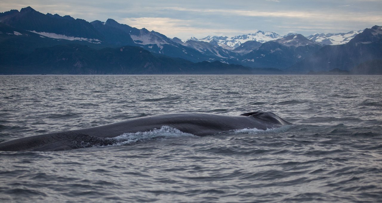 Day 3.3 fin whales (9 of 11).jpg