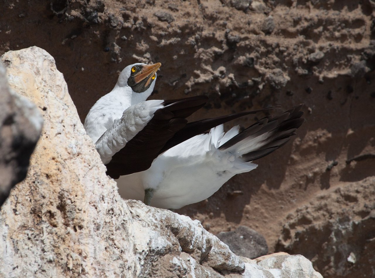 Day 2 Galapagos (6 of 36).jpg