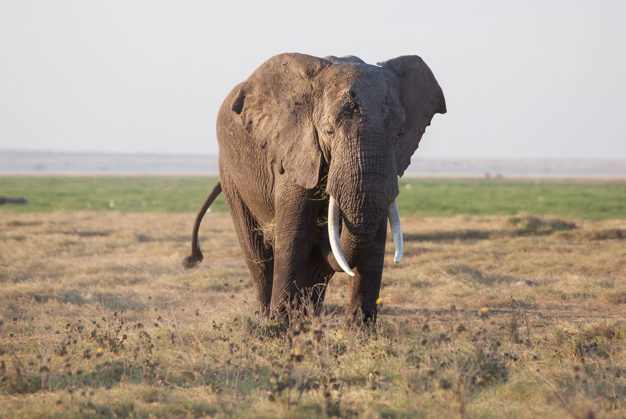 Day6 LateGameDriveAmboseli (12 of 18).jpg