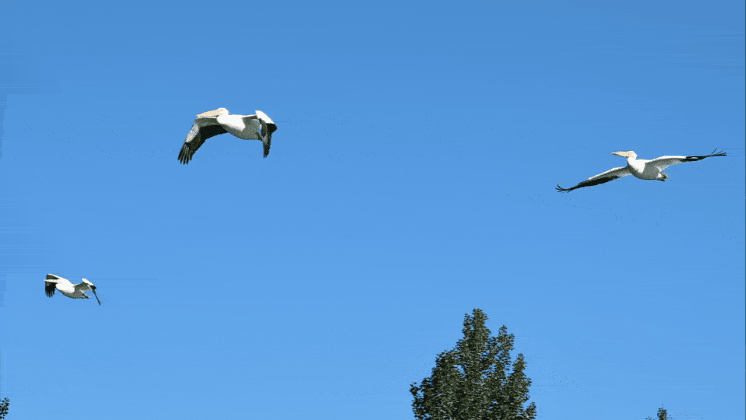 1000014199.gif