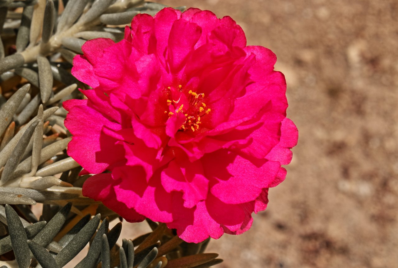 MacroFlor1.JPG