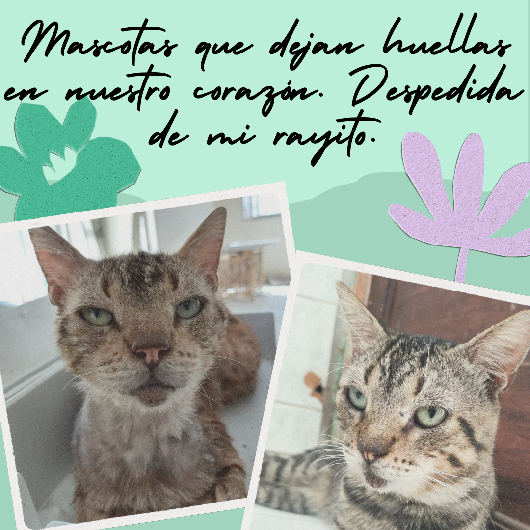❤️✨️Pets that leave footprints in our hearts. Farewell to my little ray✨️❤️.[Eng][Esp]
