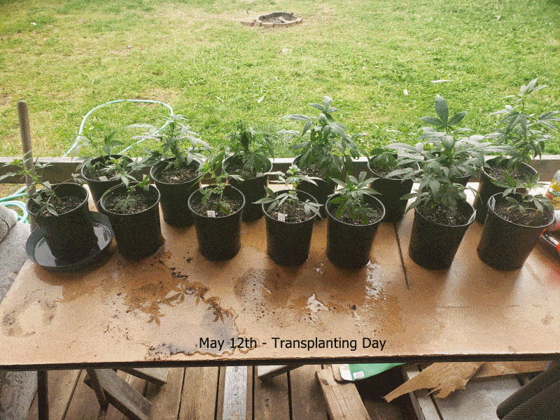 GrowGIF32small.gif