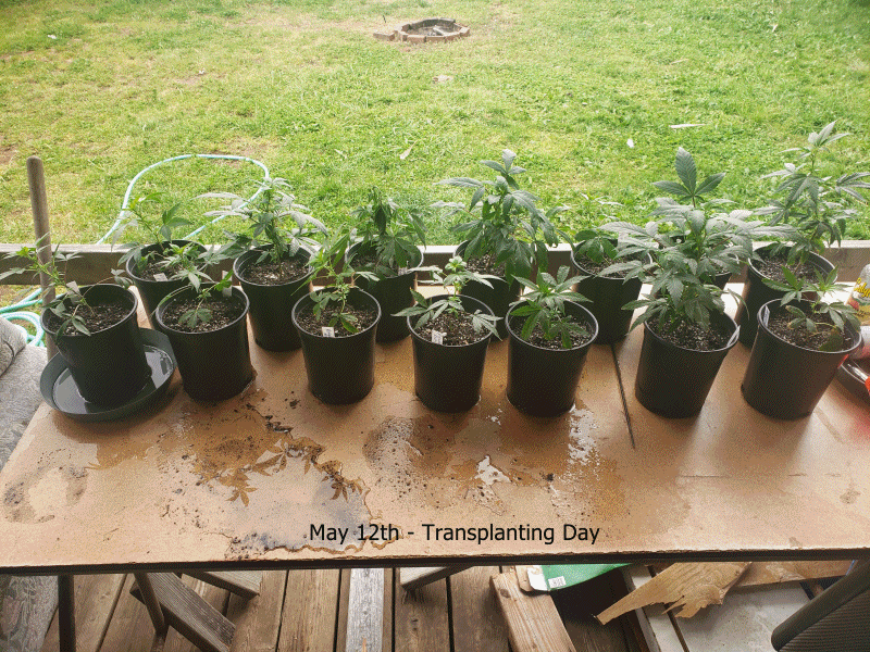 Grow GIF 21.gif