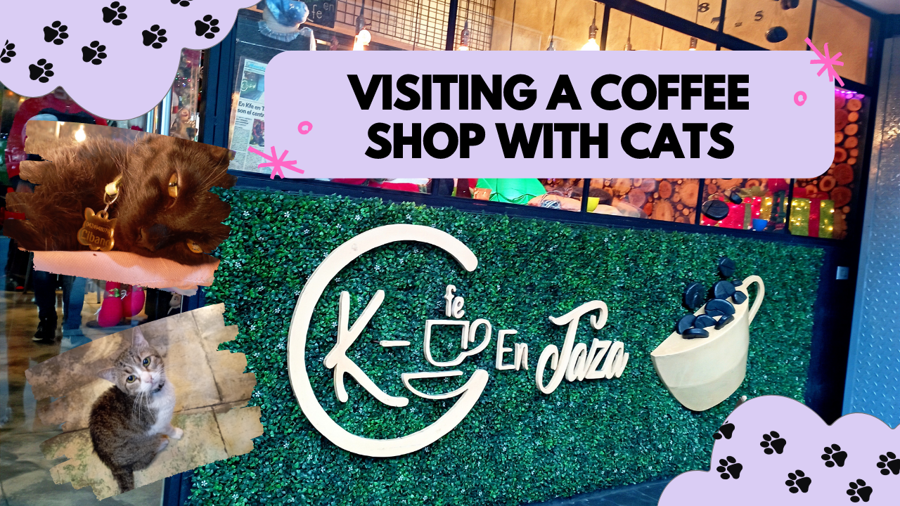 Visiting a coffee shop with cats, in Caracas🐱❤️ | Visitando una cafetería con gatos, en Caracas🐱❤️