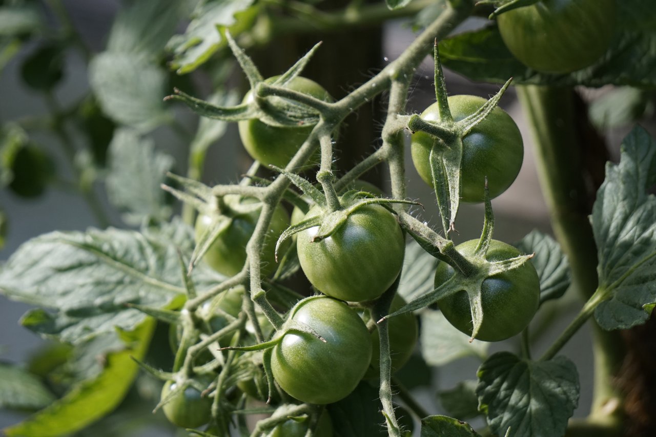 Mythology and Symbolism of Tomatoes PeakD