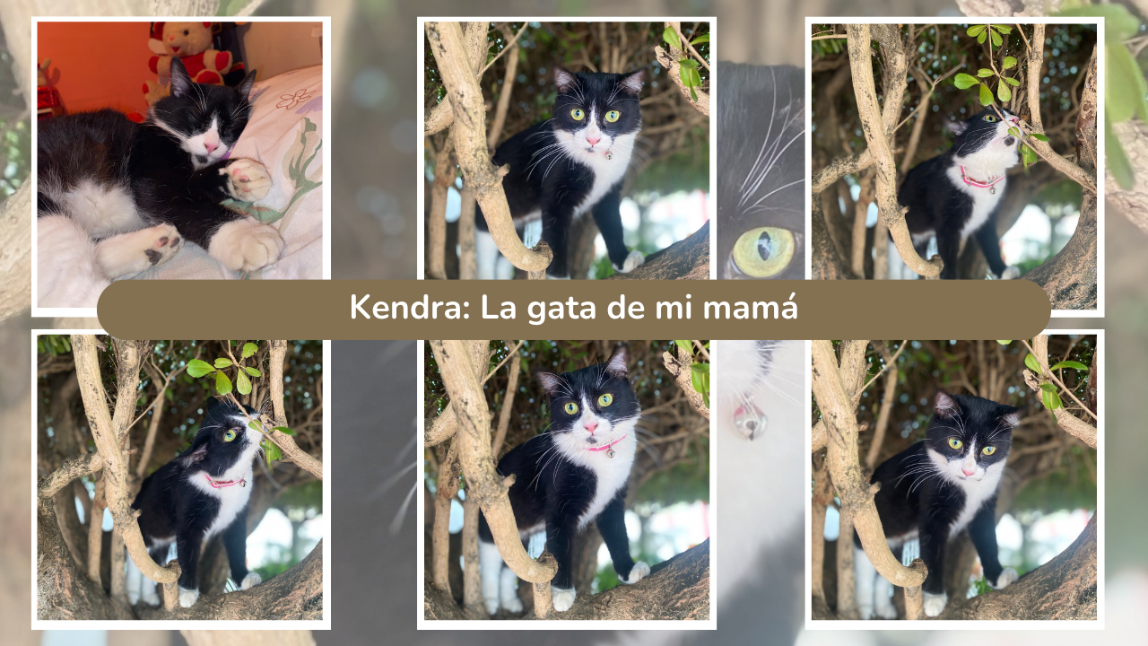 Kendra: La gata de mi mamá (Esp-Eng)