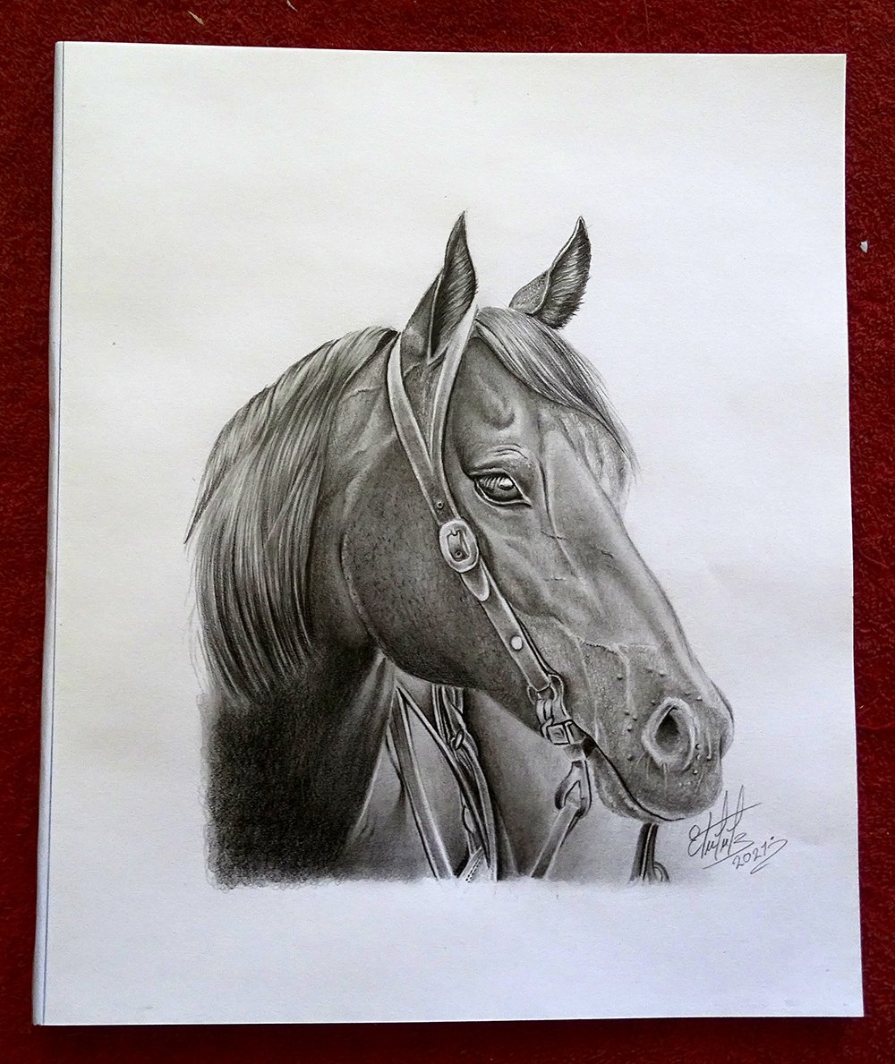 Aprende a dibujar un caballo en lápiz de color  Lauren Kline  Skillshare