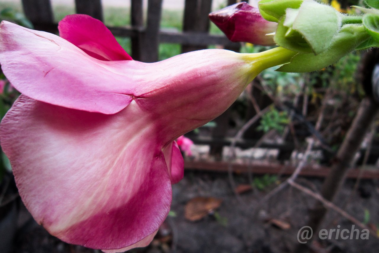 Fascinating Nature Pink Allamanda Allamanda Cathartica Peakd