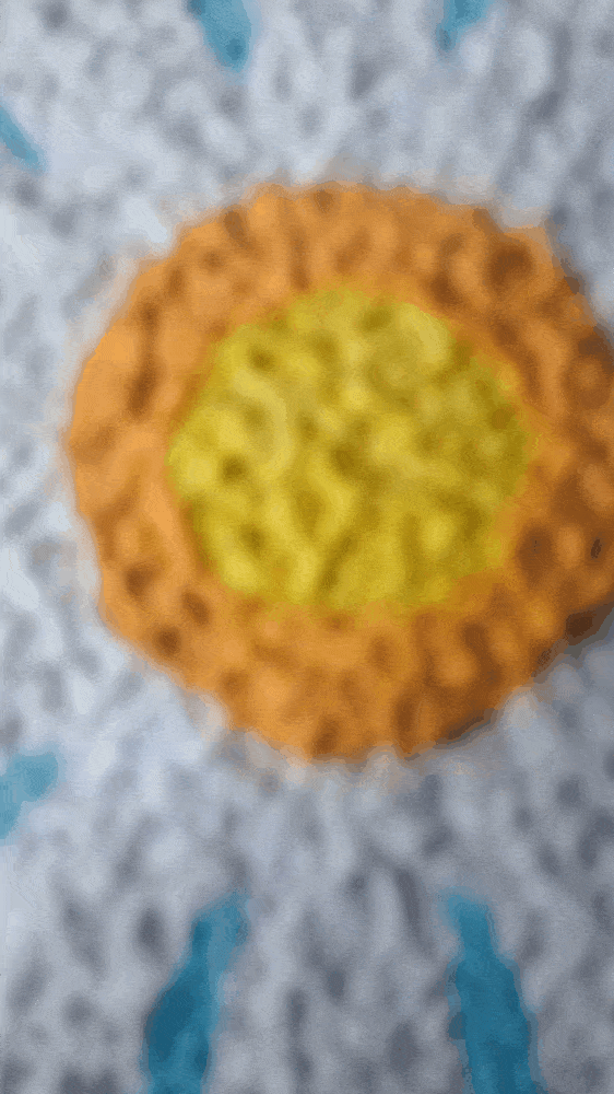 GIF-250825_133308.gif