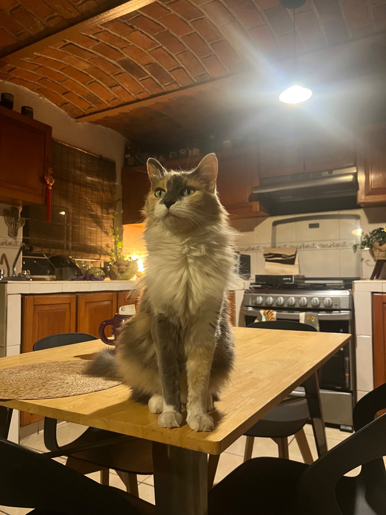 My friend’s cat