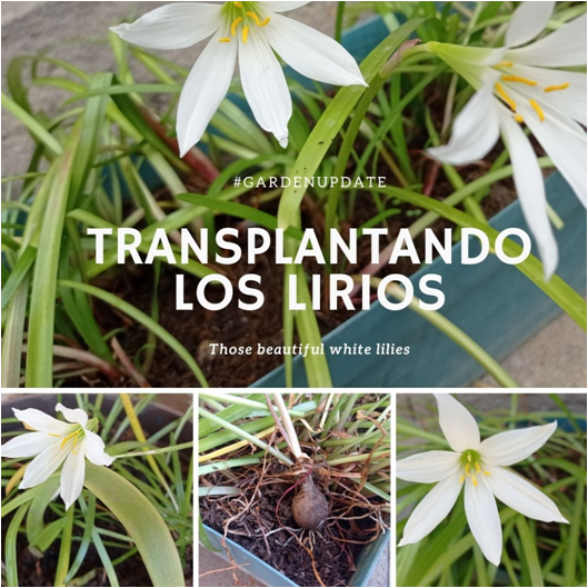 GardenUpdate | Transplantando mis lirios blancos (ES-ENG)