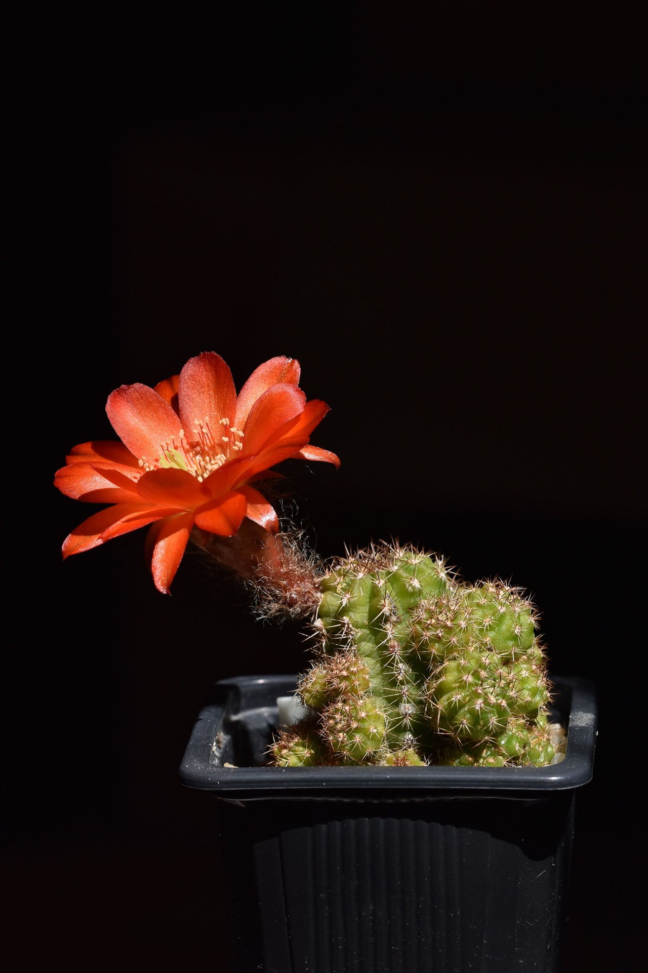 Blooming cactus picture