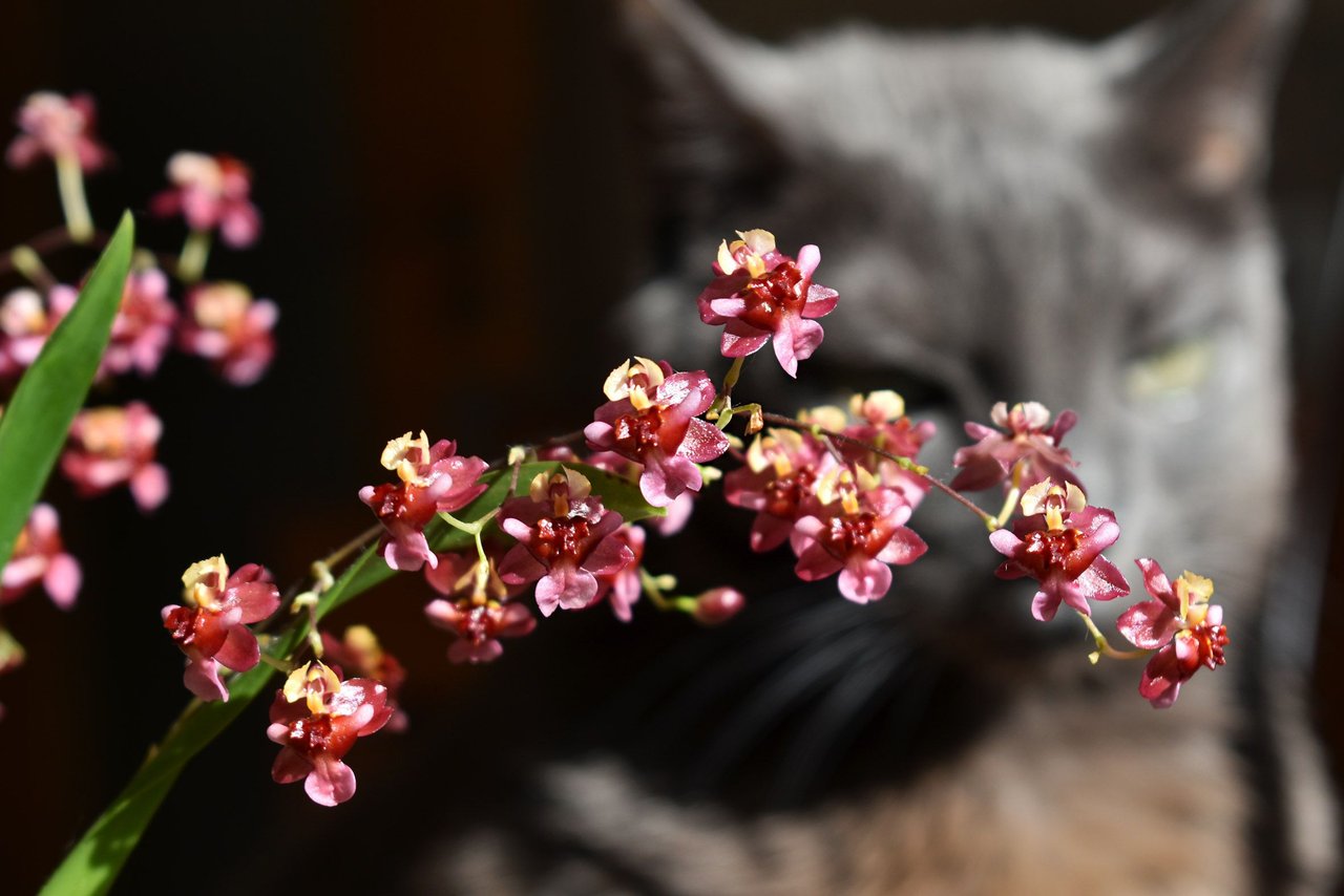 December blooms and the return of a furry assistant