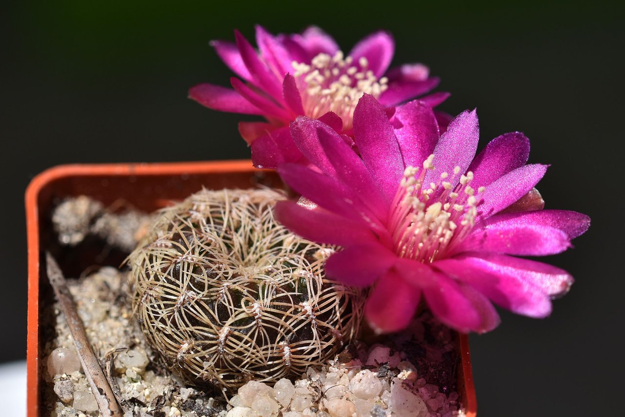 Blooming cactus - Sulcorebutia albissima | PeakD