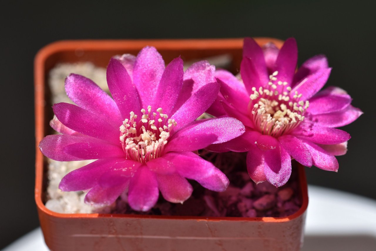 Blooming cactus - Sulcorebutia albissima | PeakD