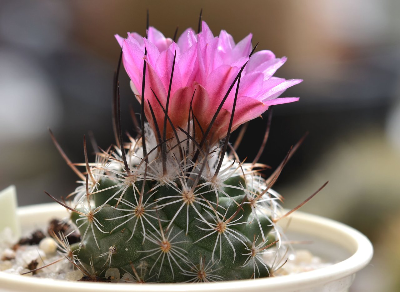 Blooming cactus store