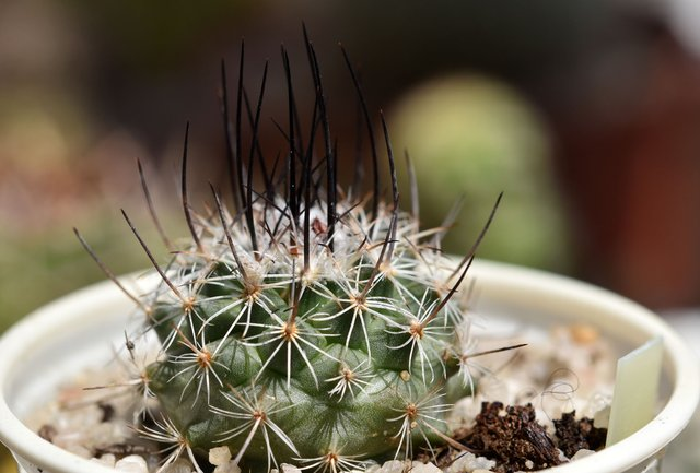 Blooming cactus - Turbinicarpus Viereckii + 3 year anniversary! | PeakD