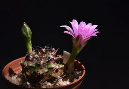 Blooming cactus - Gymnocalycium damsii var. tucavocense | PeakD