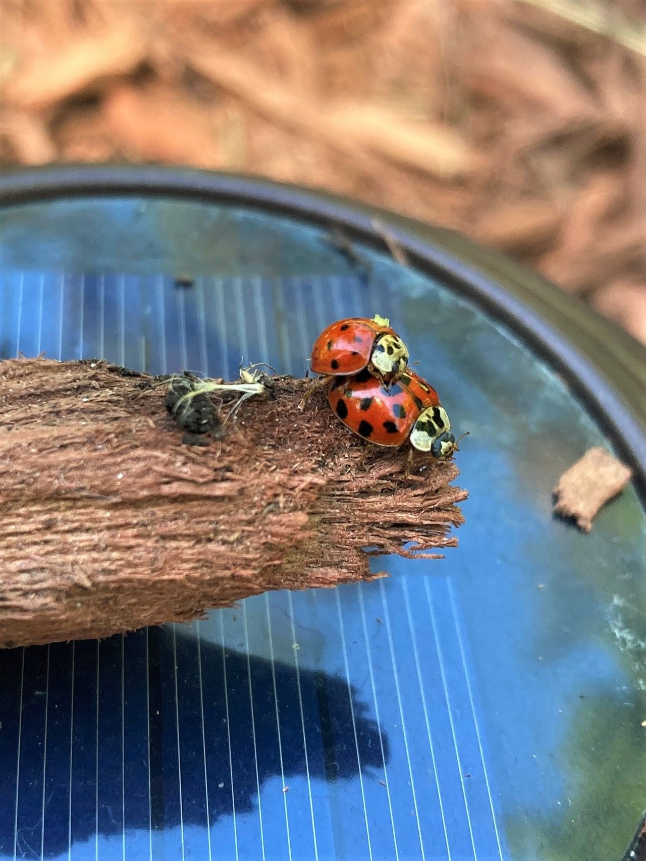 NAUGHTY LADYBUGS***SilverPrompts bom | PeakD