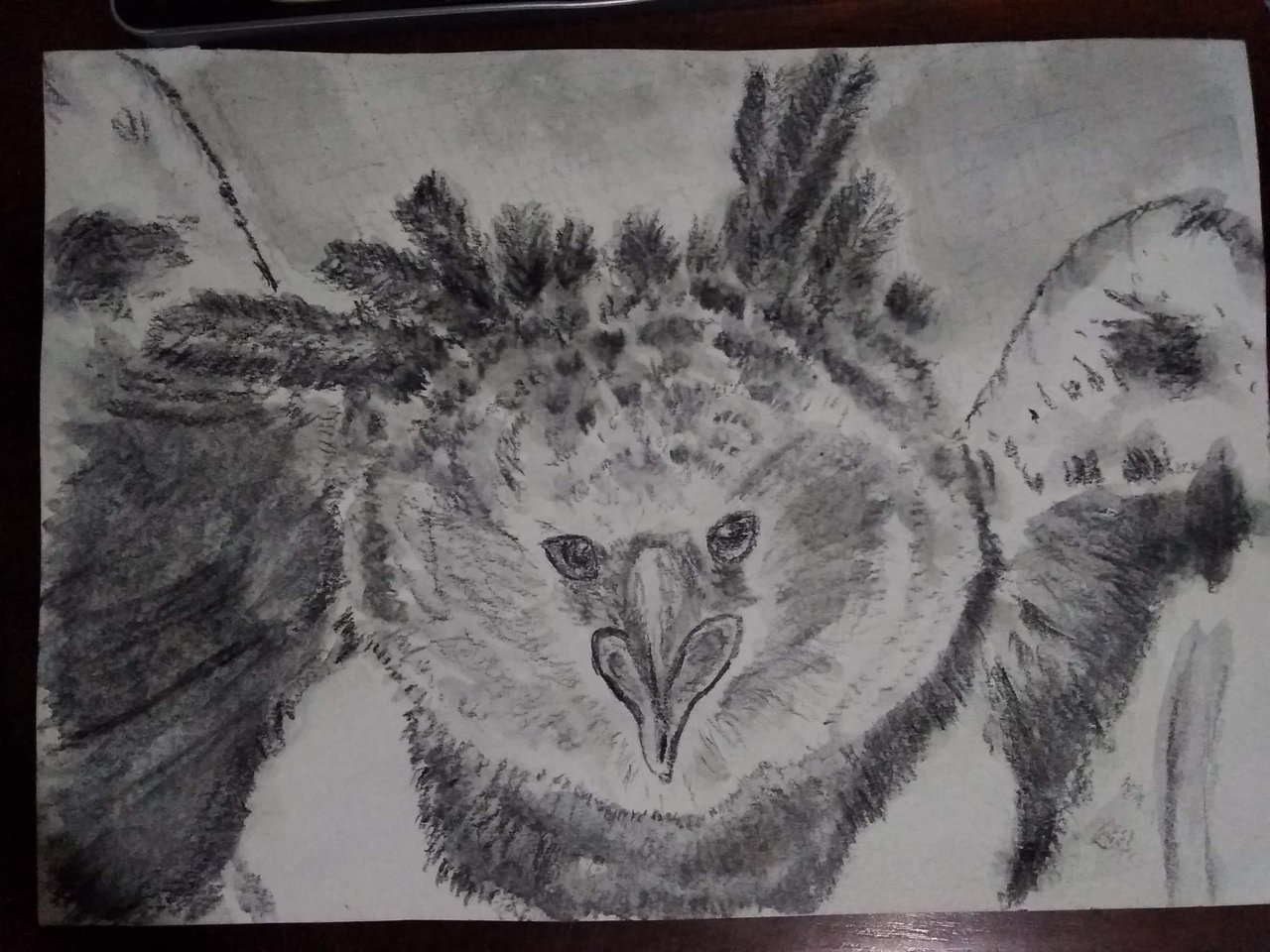 Un águila arpía / A harpy eagle | PeakD