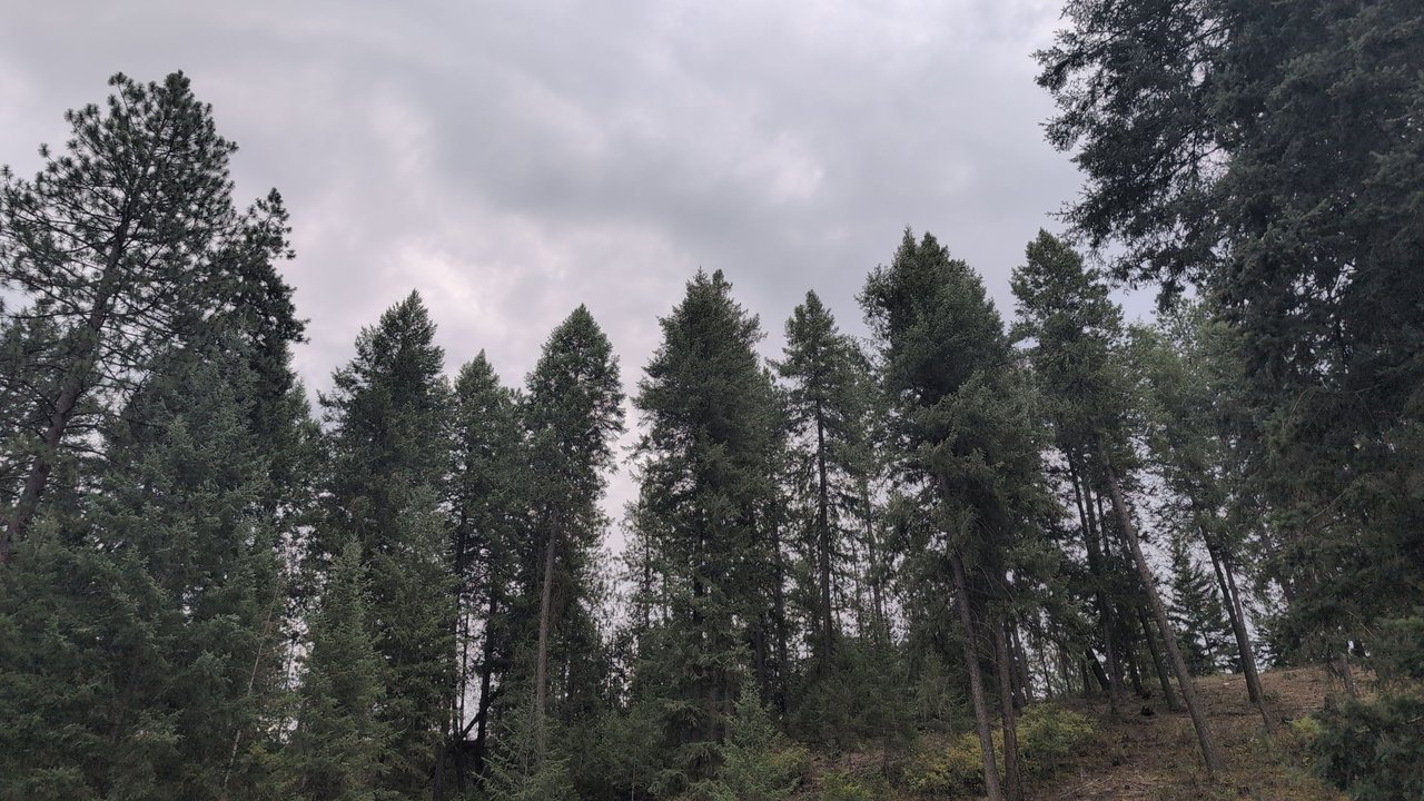 https://files.peakd.com/file/peakd-hive/flemingfarm/242NcoifpRVe9oyu5VsTRTUfrD9bCmhxqqfijYmZFqW7Ch7q4TcNUTXJ4TNpYktEfLRUn.jpg