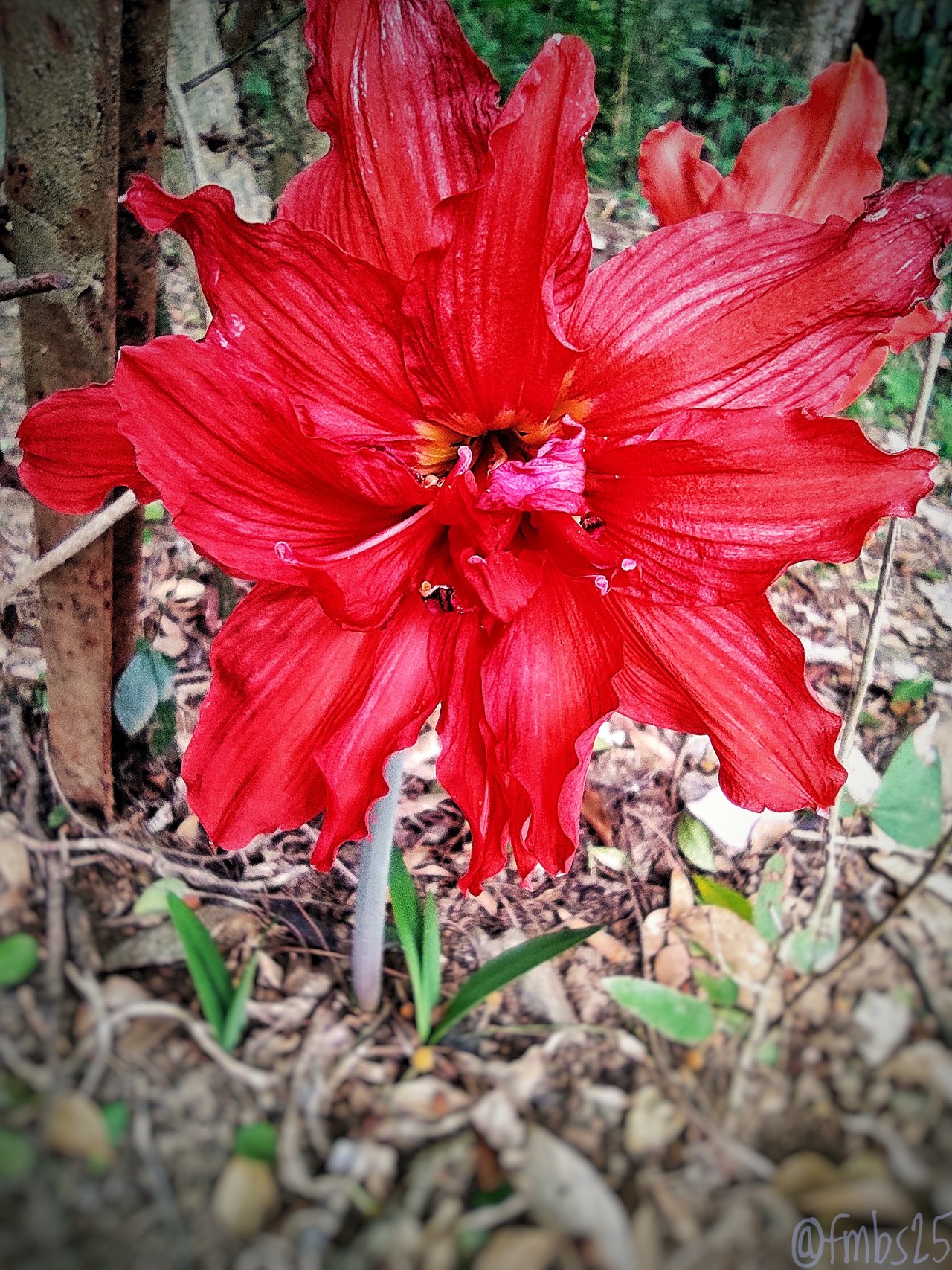 A Beautiful Lily by the Side of the Road - MyPictureDay Submission [EN] //  Un Hermoso Lirio a la Orilla del Camino [ES] | PeakD