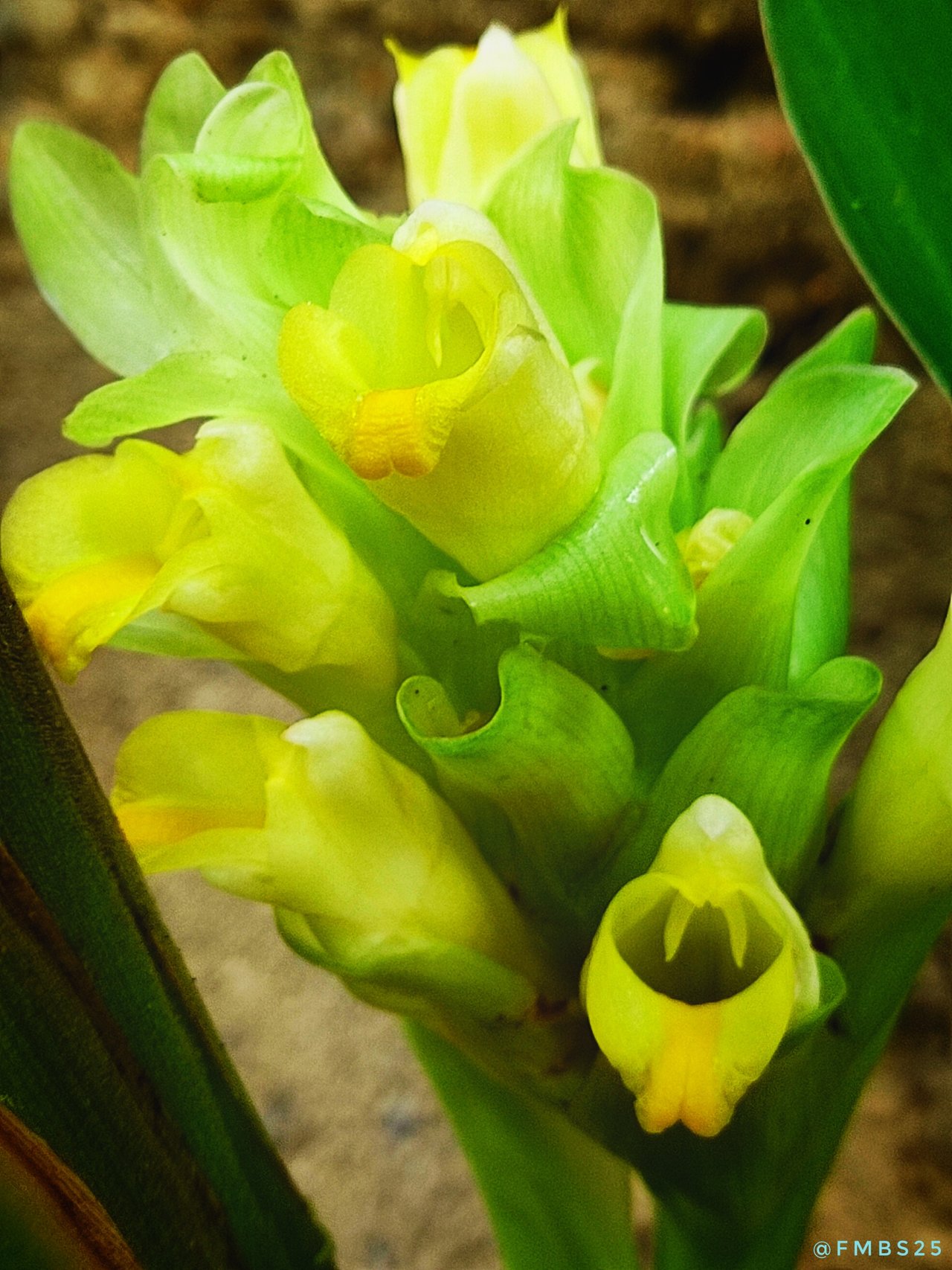 Beautiful Turmeric Flowers - Photography + Information [EN] // Hermosas  Flores de Cúrcuma - Fotografía + Información [ES] | PeakD
