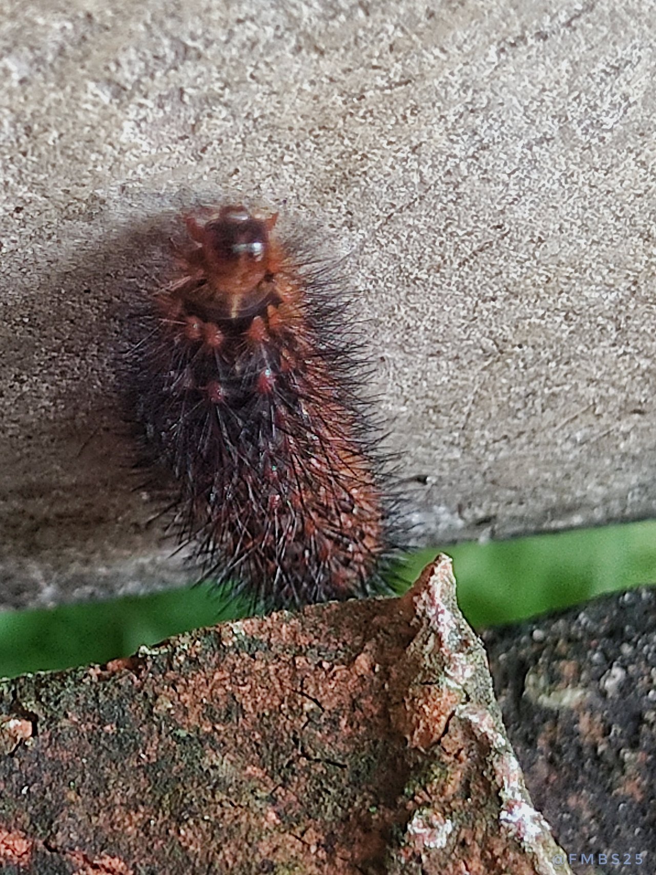 Tiger Moth Caterpillar - Amazing Nature Contest [EN] // Oruga de Polilla  Tigre [ES] | PeakD