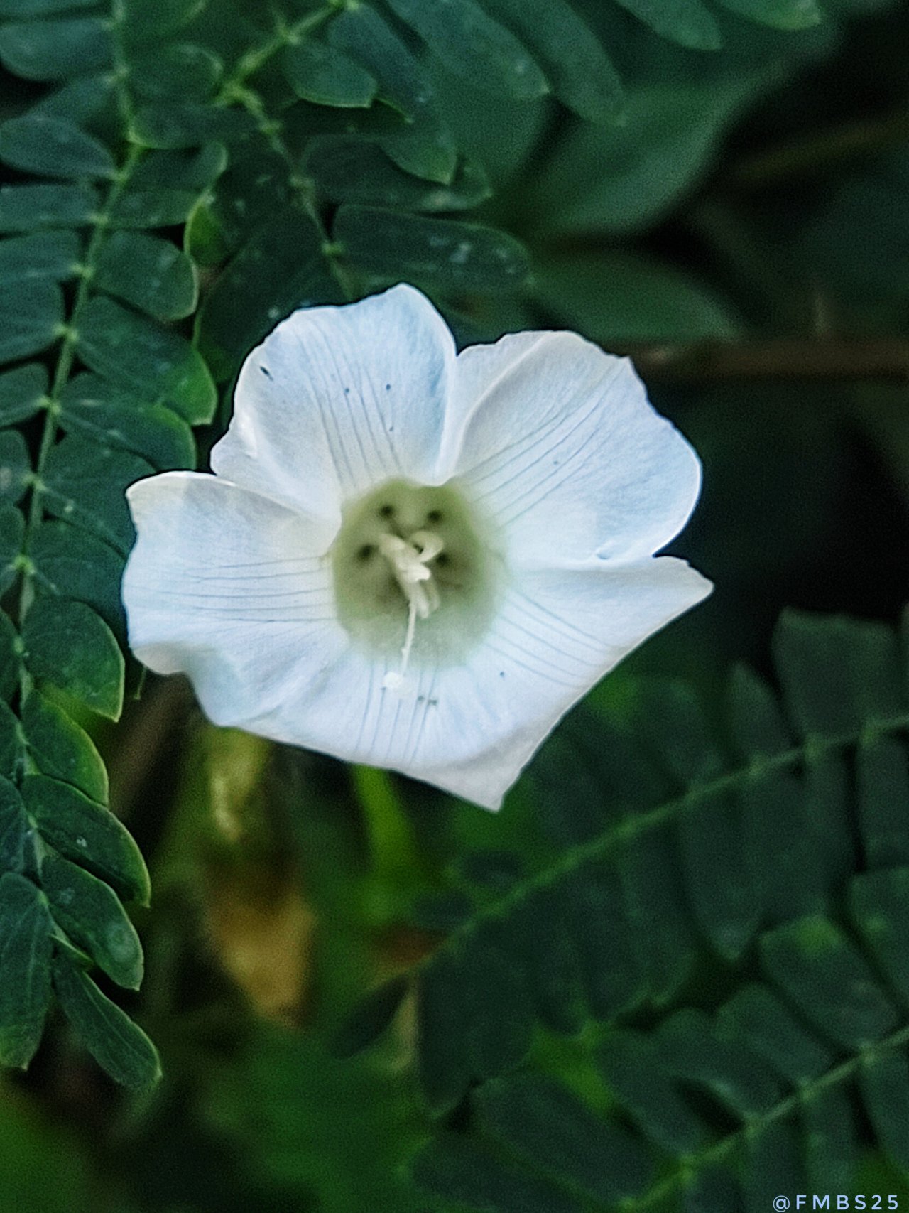 White Bellflower - Ipomoea Aegyptia - 