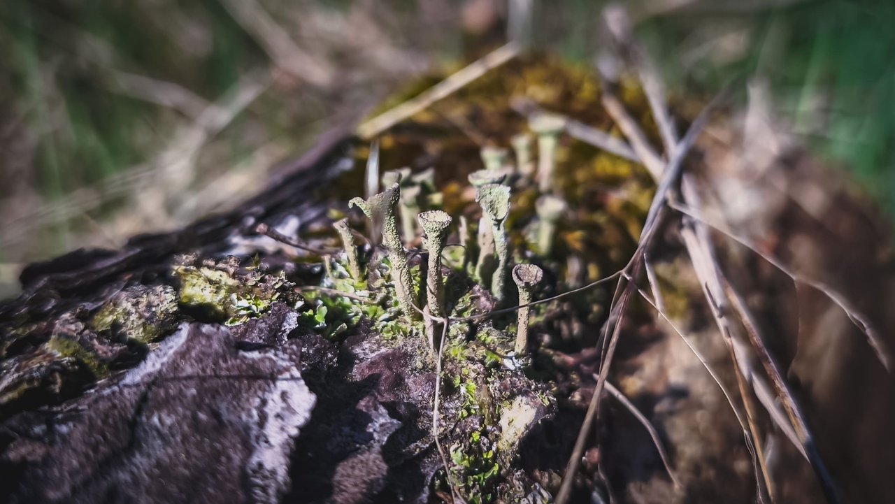 https://files.peakd.com/file/peakd-hive/forestbound/23tSNKEFBbXDWDB34KBaj64nfixesAxBSYbQFNexcK9Tw8hbYfS6bteVq2pKQp5xJeCTD.jpg