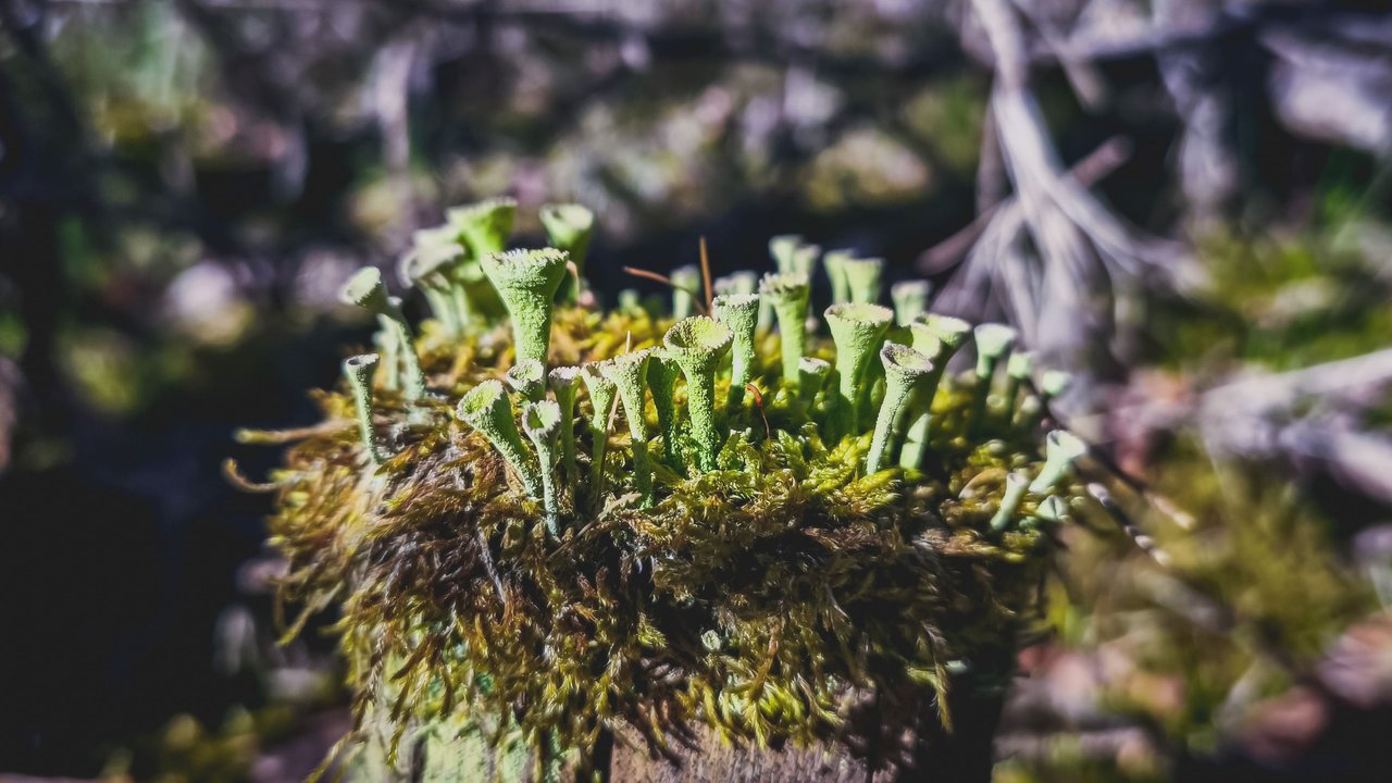 https://files.peakd.com/file/peakd-hive/forestbound/23tvZrXbhPSwyaDtaPtmowFjF3Z91vBfUCsqSdPSRQWXh9H2Fhv5dJpWvYAfvrnpSYN51.jpg