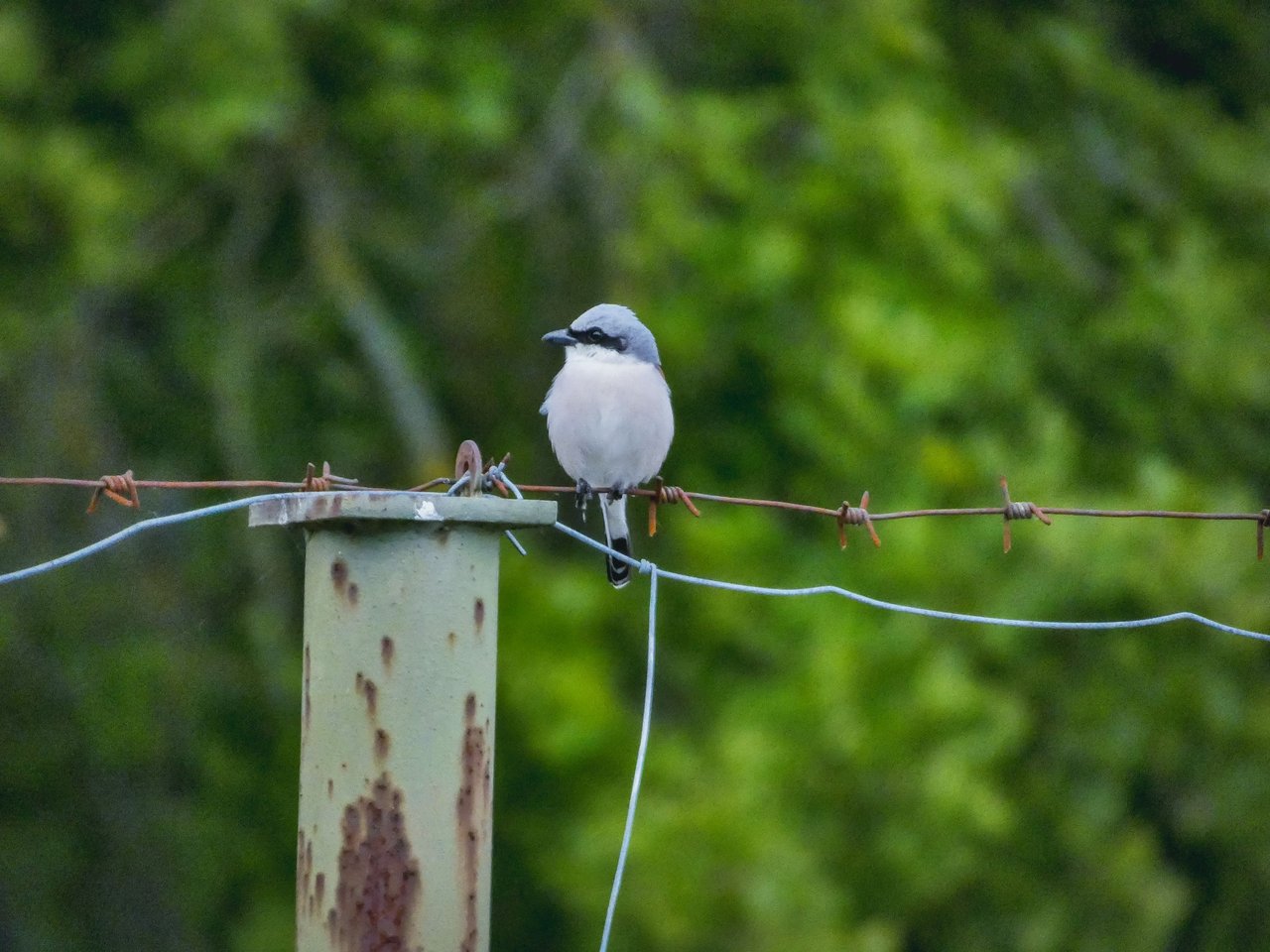 A Glimpse into the Avian World