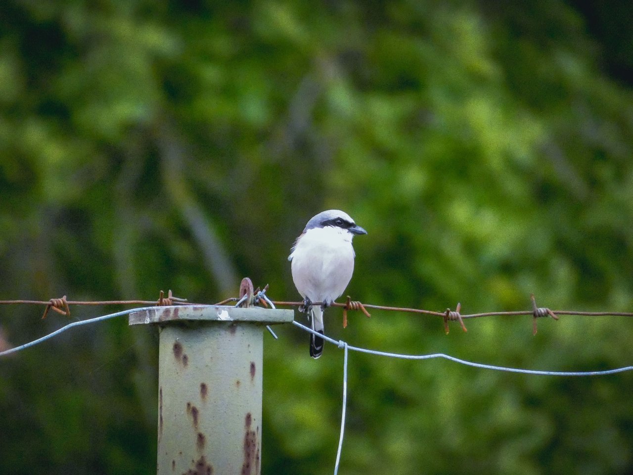 A Glimpse into the Avian World