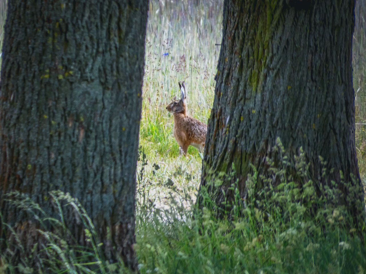 My Lucky Lens: Capturing Nature's Shy Wonders