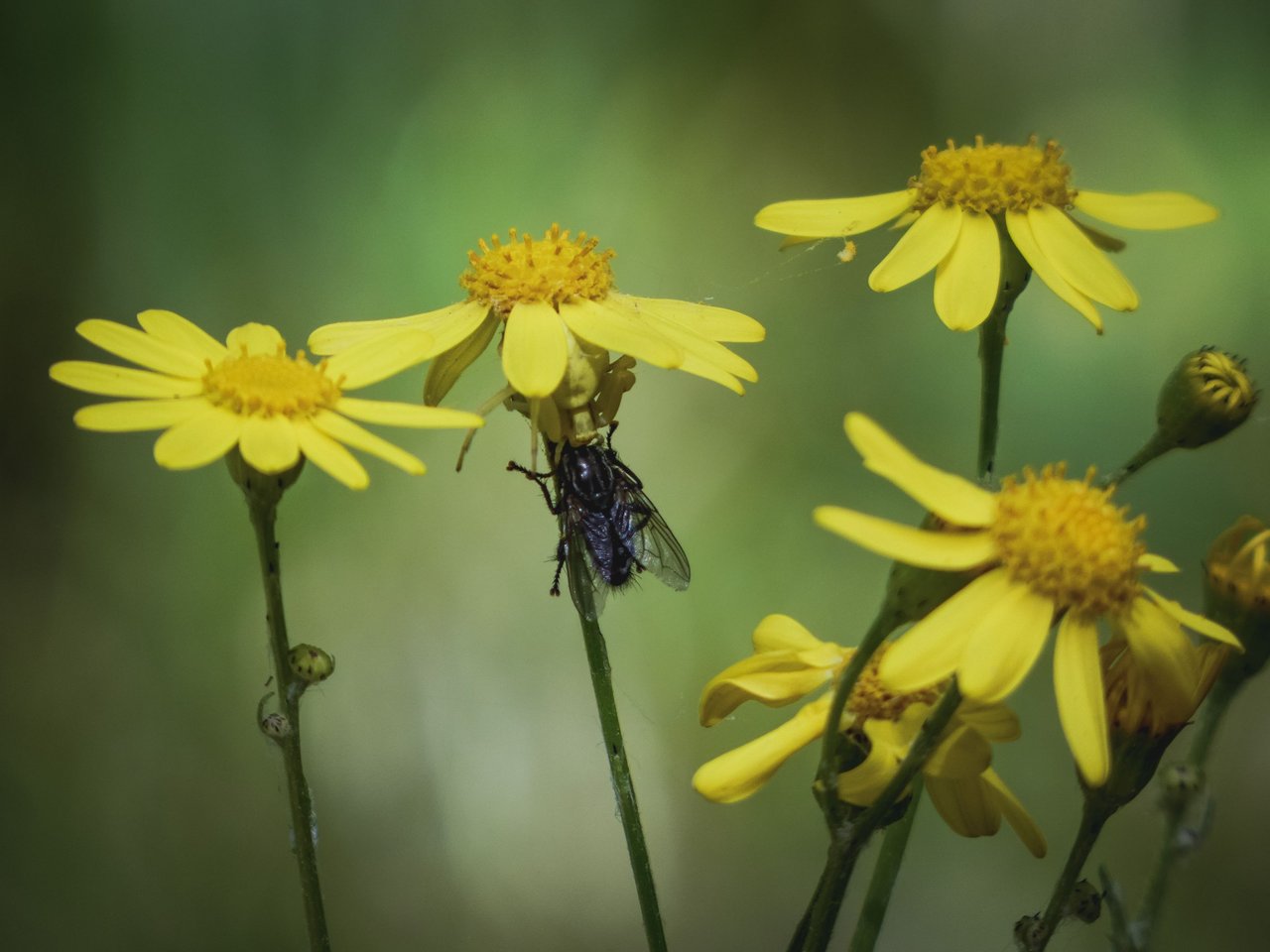 Early bloomers with significance