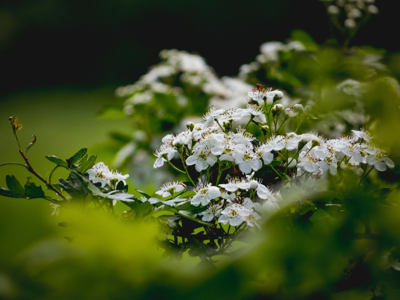 Early bloomers with significance