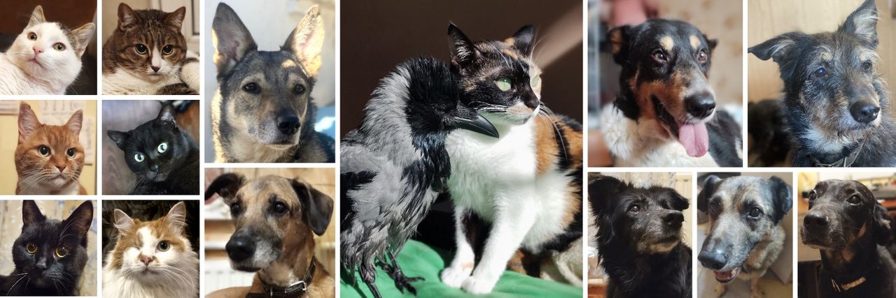 Today's FrakiXata pet core team. On the substitute's bench (behind the scenes) are Oleh's mother's cats (Kot and Knopa) and my father's dog, Pushok.