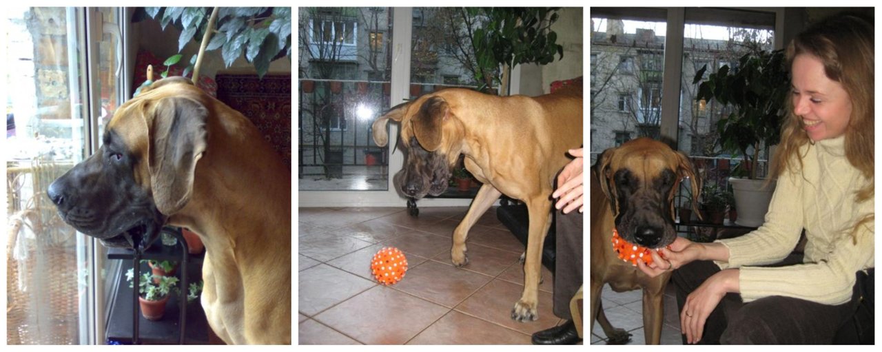 Eva recovered. Despite numerous injuries, she began to walk on her own. She lived the rest of her life in love and care.