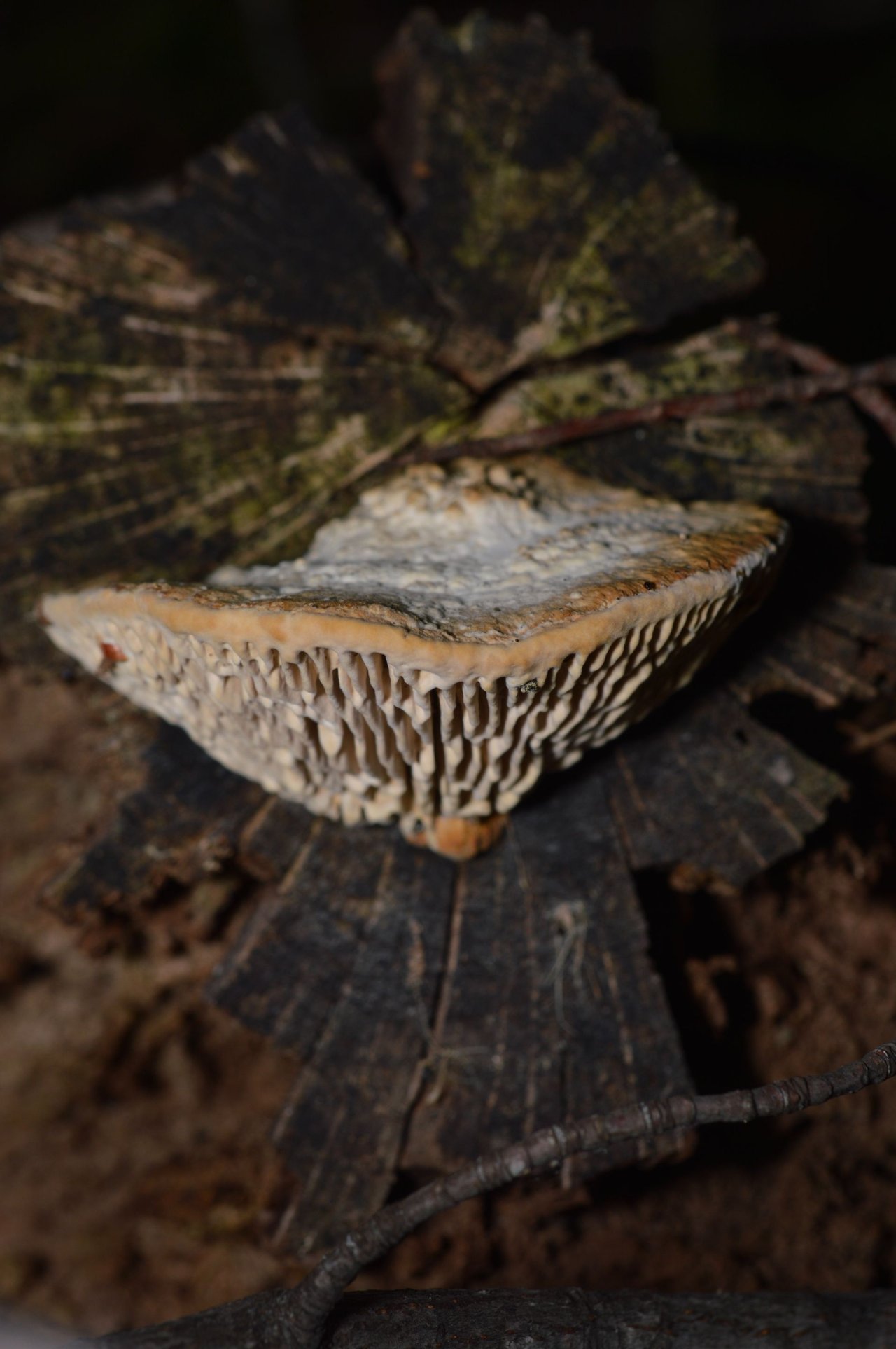https://files.peakd.com/file/peakd-hive/funferall/23tRzSwEtpmmWk6ceUWKGsjSPaWRb61fVBTvf9fkwYpNi2cemPXXZgrnjLUnJrbJmRH9r.jpg