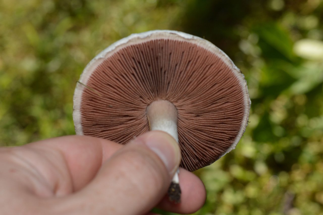 https://files.peakd.com/file/peakd-hive/funferall/23vsLEQ62kzYpZnGQVhJ5aw8pZKTgoSvgs8ybMMBqJ2eeSewghgCnYHeqD6KEUkkQjFTy.jpg