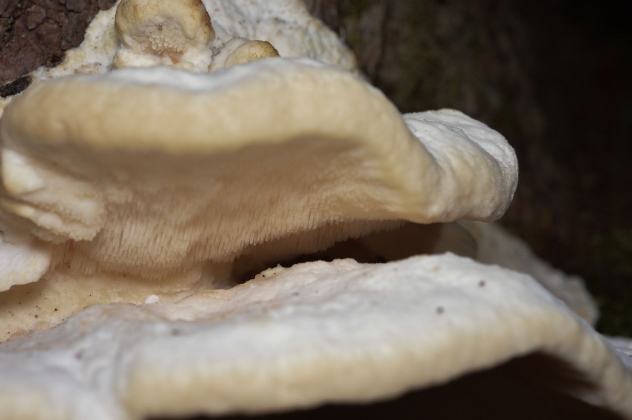 https://files.peakd.com/file/peakd-hive/funferall/23xVKHTQwqz2HuZUZLcDoadPEA6Tx5vNxhK1zVMUTAqq4HrJAbCb9bBbGwkPj2JiFms6R.jpg