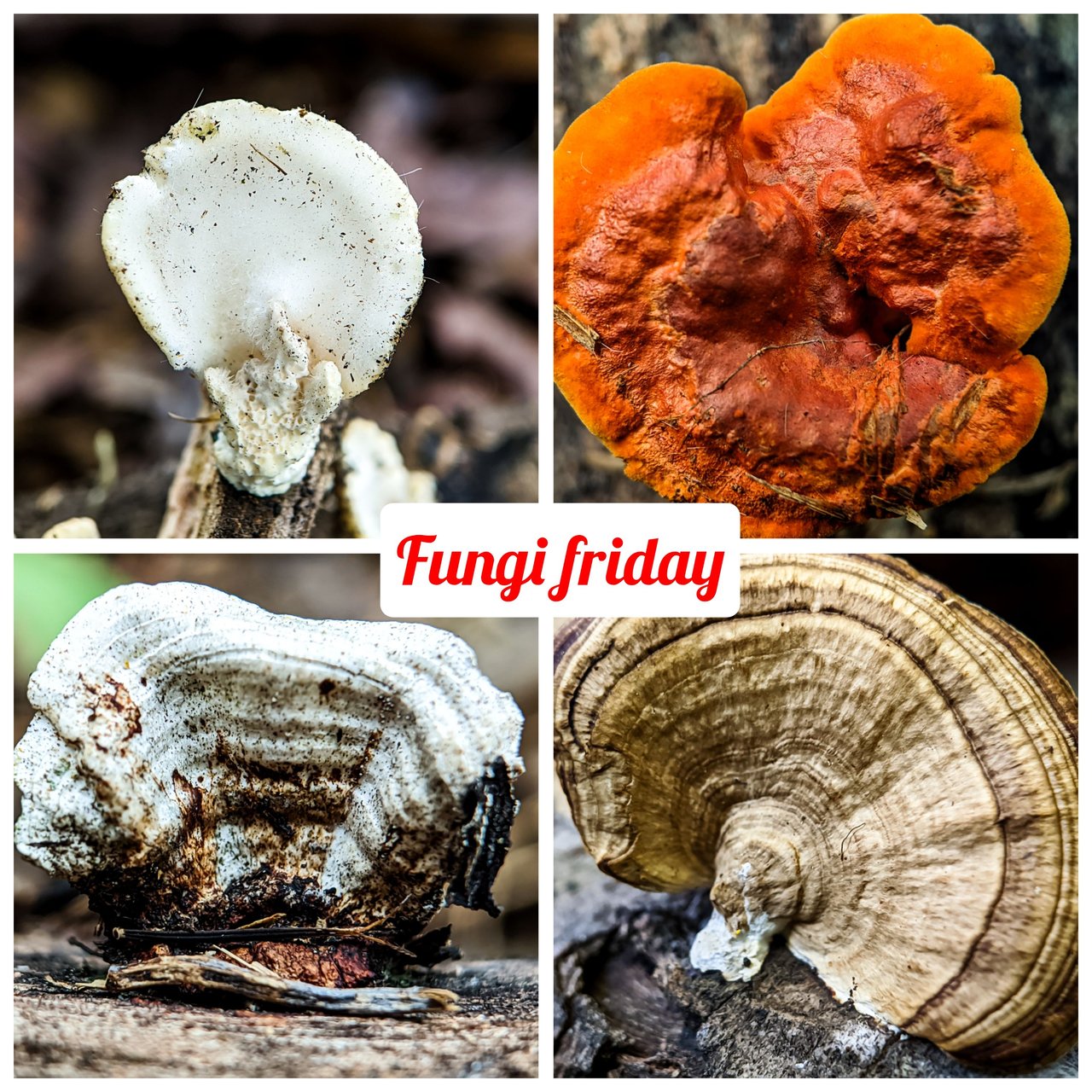 https://files.peakd.com/file/peakd-hive/furkanmamplam/AKAr2p3W2wvsgMWcLrSwcwk6VS261HoRZArwEnSz3EXeDyFTBL6u9rcvURzsipm.jpg