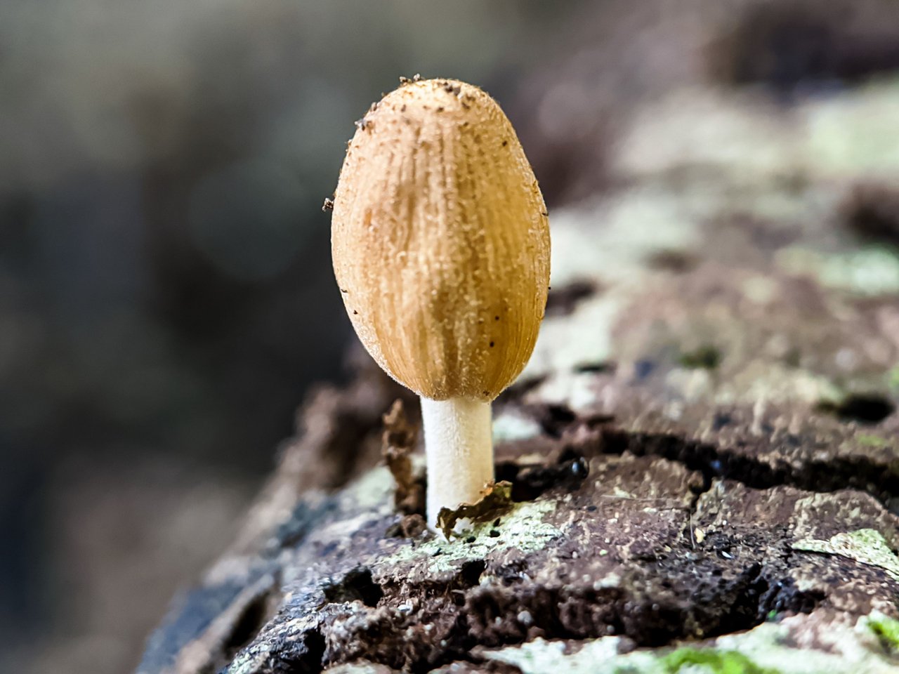 https://files.peakd.com/file/peakd-hive/furkanmamplam/EoEqXaJ5LFAzSRqvzbTi3NfajiBUfgj9xkQvS4QNtNem1nc6jHzpMu23JmzPUxPxAba.jpg