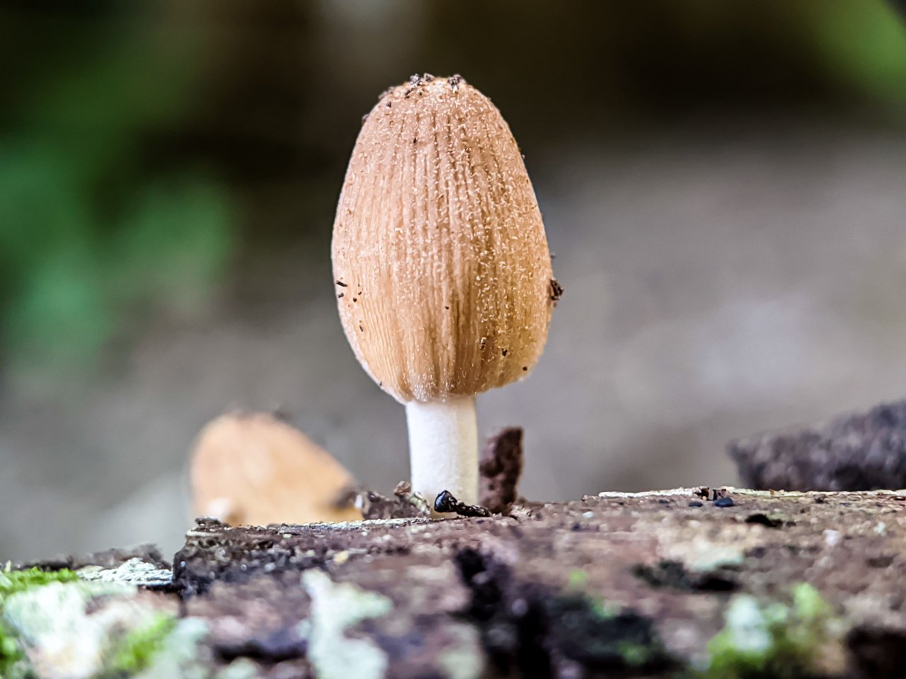 https://files.peakd.com/file/peakd-hive/furkanmamplam/EoGxpxhhU1W4cyr6w3hhXjDbG5RiTVeU4bEQB7cXUsYmT6Spwx3SFXa1qvnEGhdvZgU.jpg