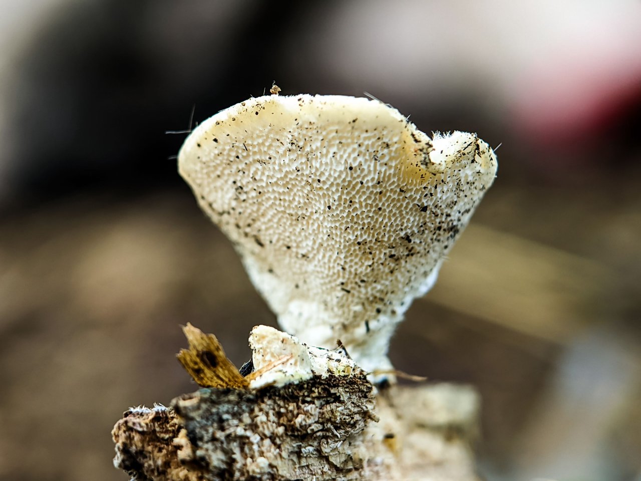 https://files.peakd.com/file/peakd-hive/furkanmamplam/EogNE6WMqa6wvmzNZcSwX5ecHwh7n6Rbg1AiScpVgNuxoe9oAfYKuSuEXV5i5BT1tMX.jpg
